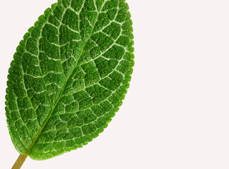 a sheet of rough textured green leaves with copy space.