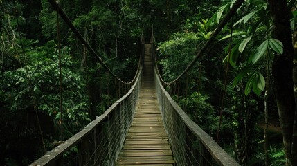Wooden bridge across the forest with foliage around
