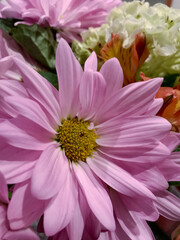 Pink aster as part of a flower bouquet