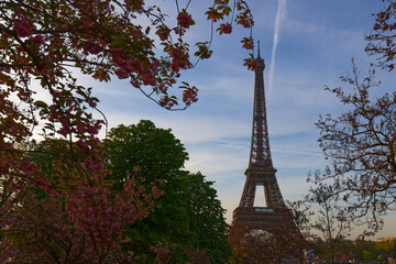 The iconic Eiffel Tower in Paris on a sunny spring day behind cherry blossoms