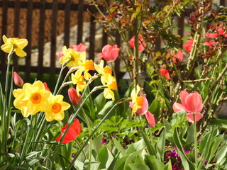 Red tulips (Tulipa) and yellow daffodils (Narcissus) in a flower bed