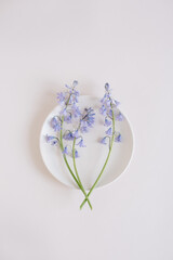 Minimalist Wild Hyacinth Stamen on Modern Plate