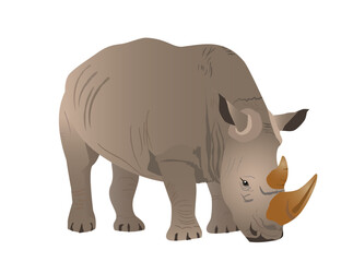 Obraz premium Southern African white rhino grazing. Vector illustration isolated on white background.
