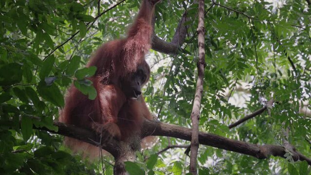 a low angle shot of a female sumatran orangutan sitting on a branch in the rainforest of gunung leuser national park on sumatra, indonesia