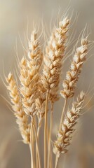 Golden Wheat Sheaves Close-Up Against Soft Beige Background