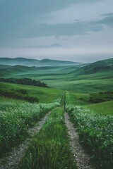 Dirt road through a lush green grassy field with white flowers and rolling hills in the distance