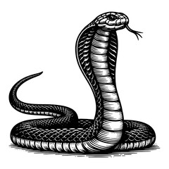 Fototapeta premium cobra snake in a menacing striking pose, rendered with fine engraving detail sketch engraving generative ai PNG illustration. Scratch board imitation. Black and white image.