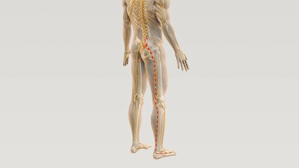 Sciatica spine and nerve pain path