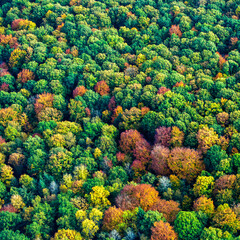 vue aérienne de forêts à l'automne dans les Yvelines en France