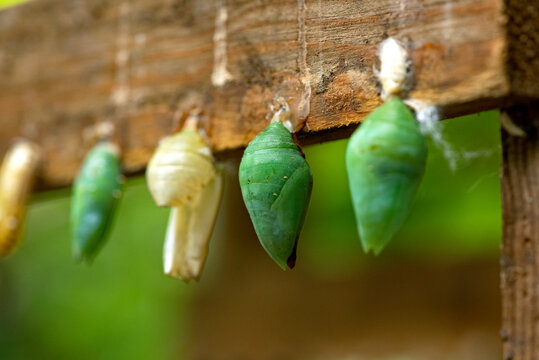 Rows of Cocoons Waiting to Hatch