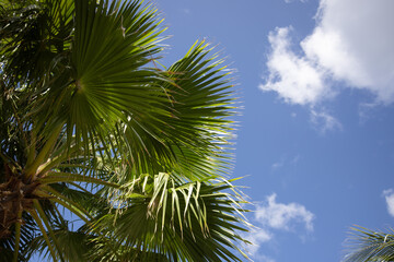Palm leaves on a blue sky with clouds background. 