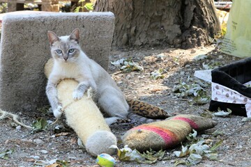 Colonia felina