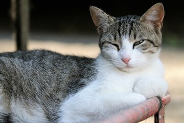 Colonia felina