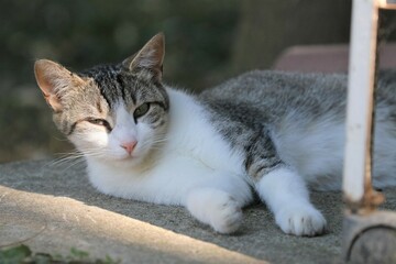 Colonia felina
