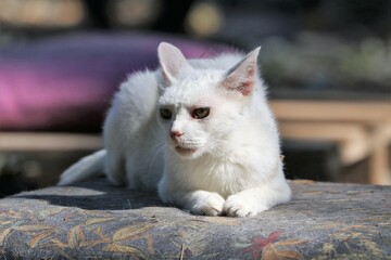 Colonia felina