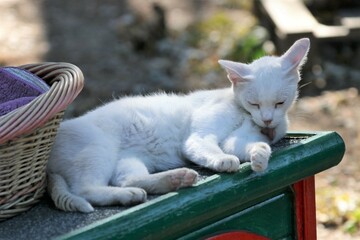 Colonia felina