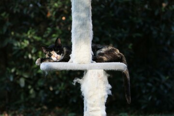 Colonia felina