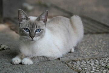 Colonia felina