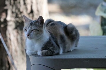 Colonia felina