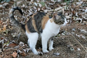 Colonia felina