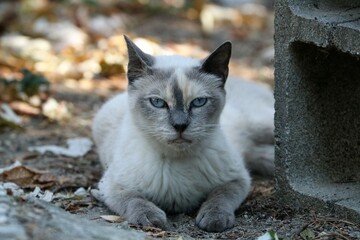 Colonia felina