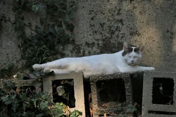 Colonia felina