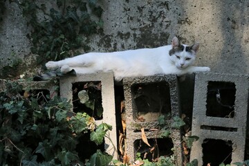 Colonia felina