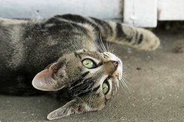 Colonia felina