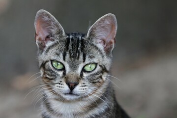 Colonia felina