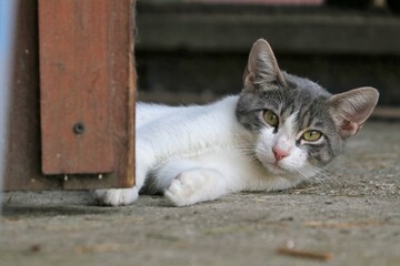 Colonia felina