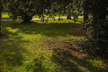 Grassy area with trees and road in background