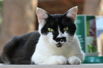 Colonia felina