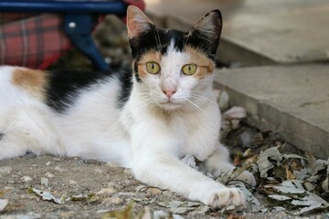 Colonia felina