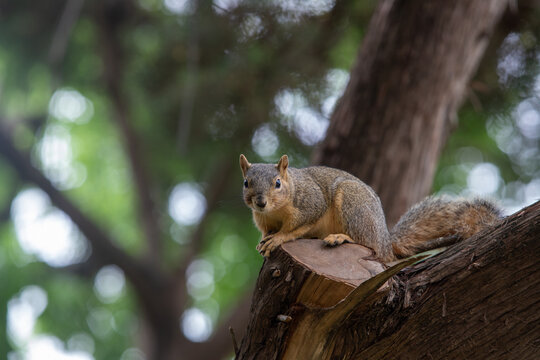 Close-up of a Texas fox squirrel sitting on a cuy branch in a tree