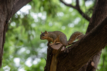 Close-up of a Texas fox squirrel sitting on a cuy branch in a tree