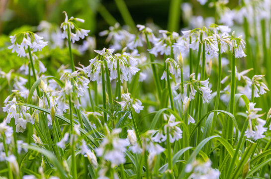 Three cornered garlic "Allium triquetrum" growing wild. Also "Three cornered leek". Edible plant with white bell shaped flowers blooming in Springtime. Dublin, Ireland