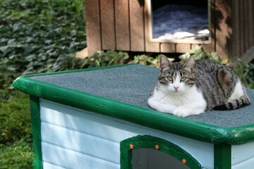 Colonia felina