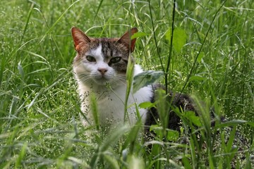 Colonia felina