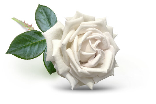 Blumen 1515