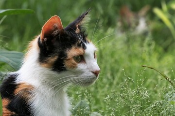 Colonia felina