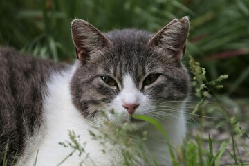 Colonia felina