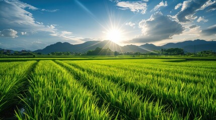 The rice paddies in Vietnam showcases a tapestry of lush green fields stretching to the horizon, reflecting the rich agricultural heritage and natural beauty of the country.