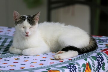 Colonia felina
