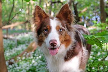 A tri red merle border collie in woodland filled with the white flowers of wild garlic.