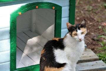 Colonia felina