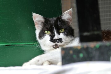 Colonia felina