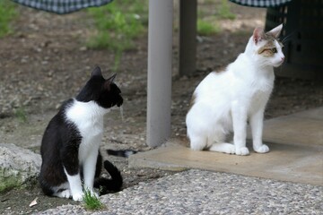 Colonia felina