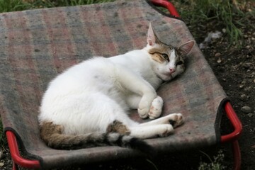 Colonia felina