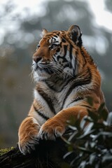 A tiger is sitting on a tree branch in the rain
