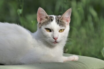 Colonia felina